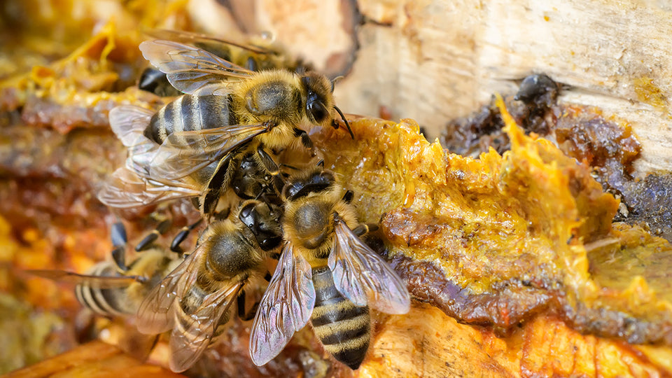 Natural honey bee hive