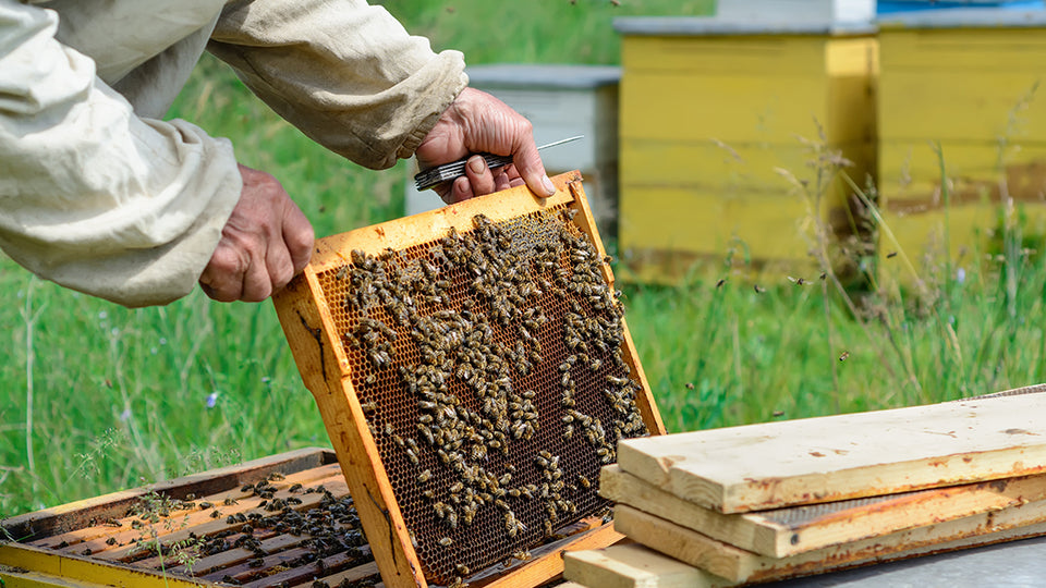 Wood bee hive box